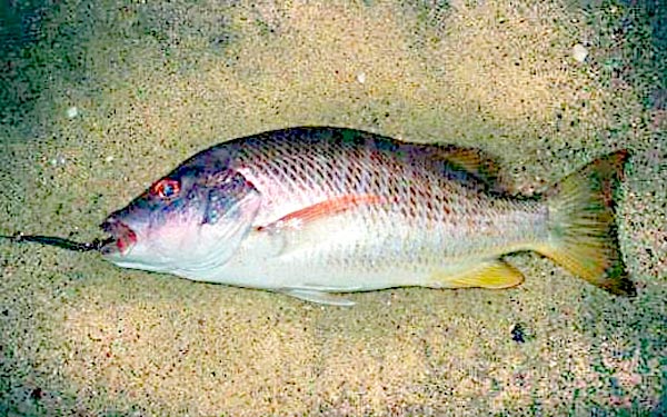 Colorado Snapper fish picture 2