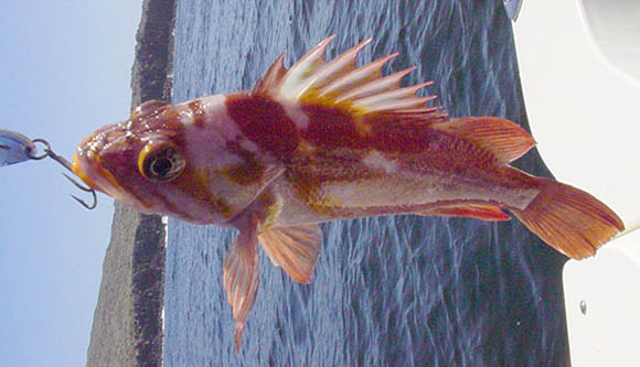 Copper Rockfish picture 1