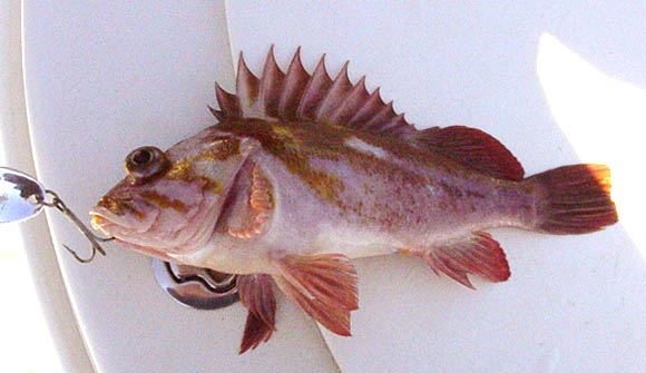 Copper Rockfish picture 2