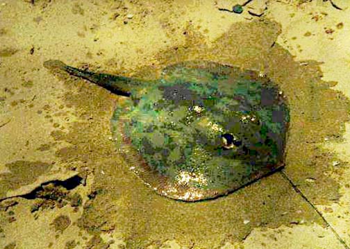 Cortez Round Ray fish picture 3