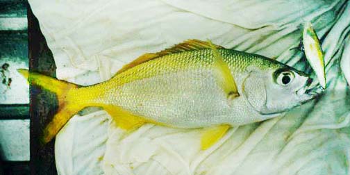 Cortez Grunt fish picture 2