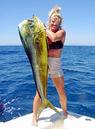 Dorado or Mahi-Mahi fish picture 2