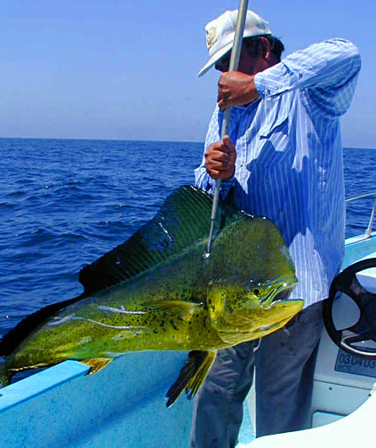 Dorado or Mahi-Mahi fish picture 4