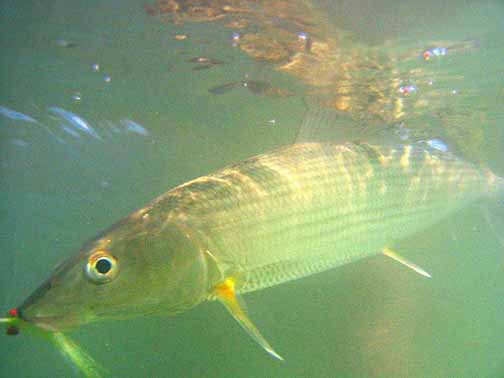 Eastern Pacific Bonefish picture 3