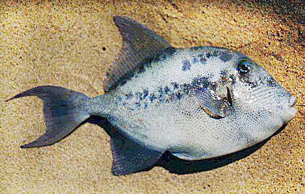 Pictures Of Triggerfish - Free Triggerfish pictures 
