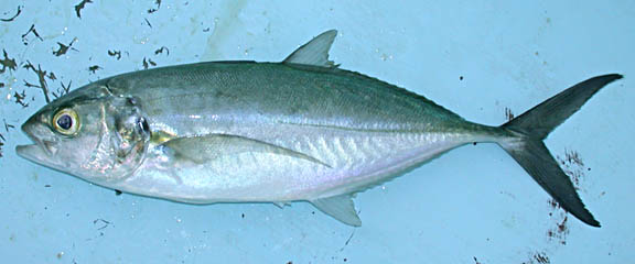 Green Jack fish picture 4