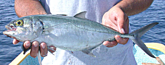 Green Jack fish picture 3