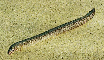 Jewel Moray Eel fish picture 3