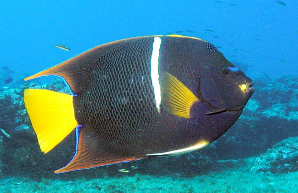 King Angelfish picture 2