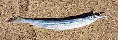 Longfin Halfbeak fish picture 3