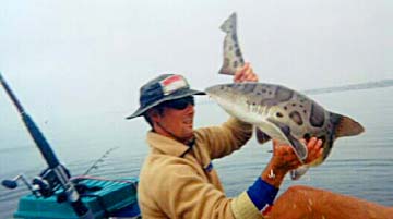 Leopard Shark fish picture