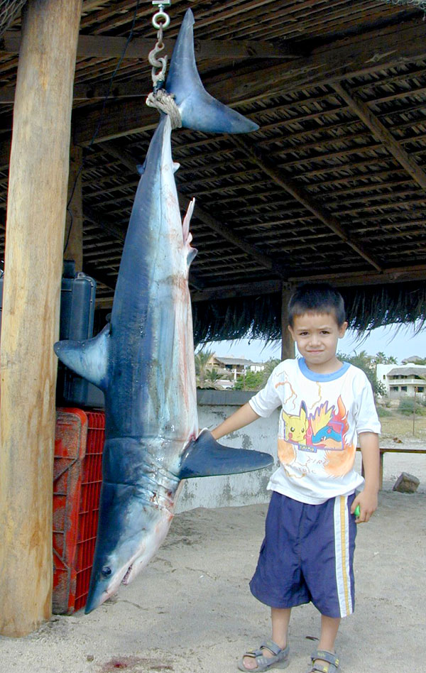 Mako Shark fish picture 4