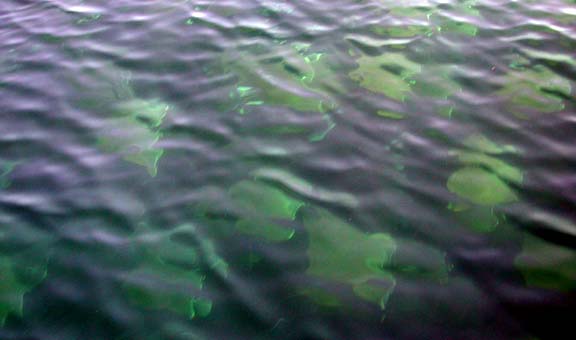 Manta Ray fish picture 1