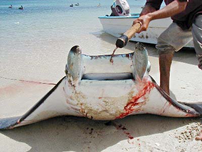 Manta Ray fish picture 5