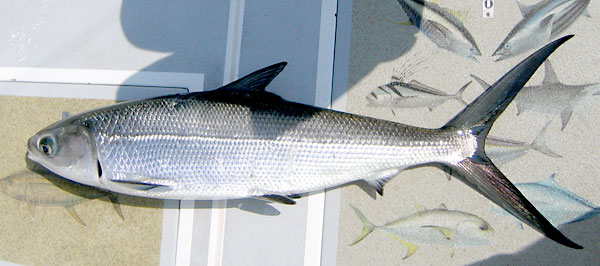 Milkfish picture 4