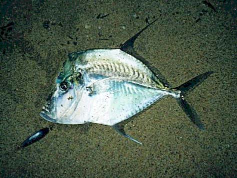 Mexican Lookdown fish picture 4