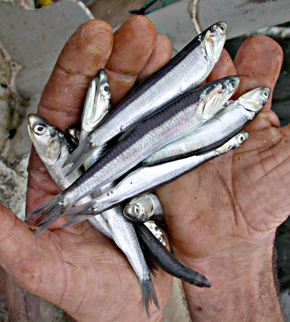 Northern Anchovy fish picture