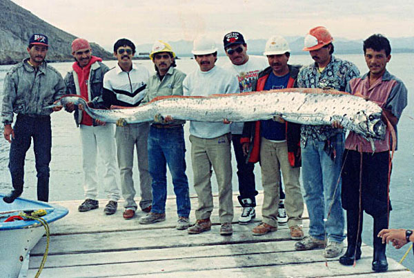 http://www.mexfish.com/fish/oarfish/oarkanz.jpg