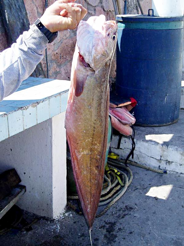 Pacific Bearded Brotula fish picture 3