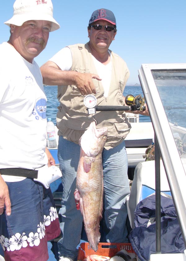 Pacific Bearded Brotula fish picture 1