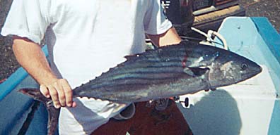 Eastern Pacific Bonito fish picture 2