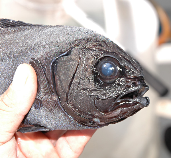 Panamic Flashlightfish picture