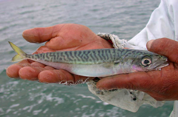 Pacific Mackerel Photo 1