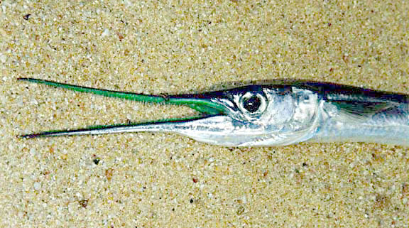 Bigeye Needlefish fish picture