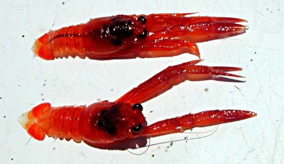 Pelagic Red Crab picture 4