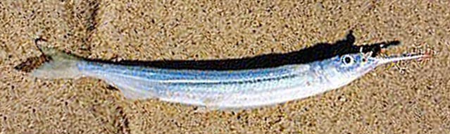  Pacific Silverstripe Halfbeak fish picture 2