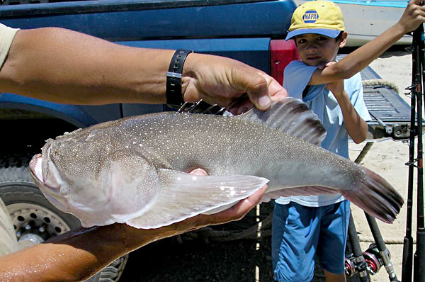 Pacific Stargazer fish picture 5