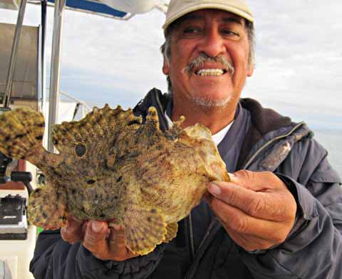 Roughjaw Frogfish