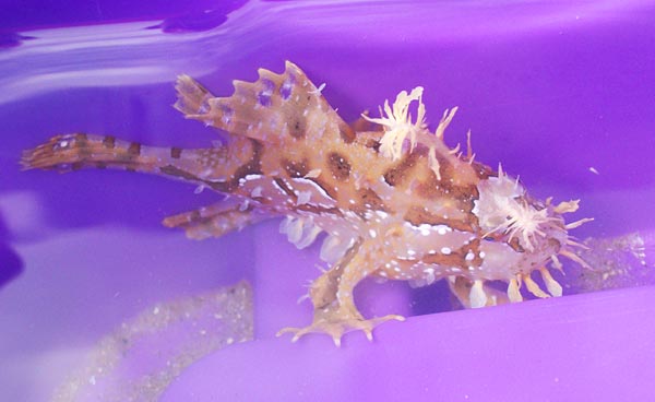 Sargassumfish picture