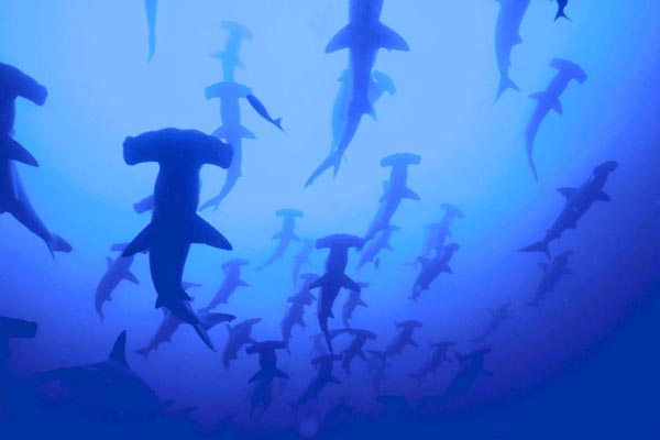 Hammerhead Sharks Pictures