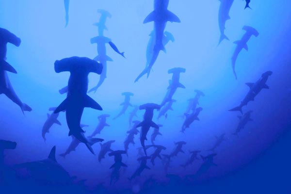 Hammerhead Shark picture 5