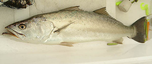 Shortfin Corvina picture 1