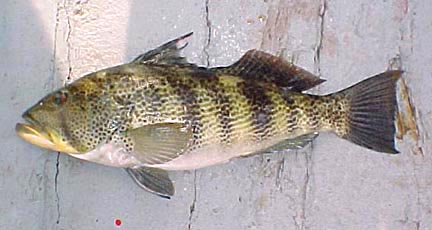 Spotted Bay Bass picture 1