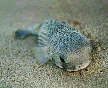 Spotted Porcupinefish 3