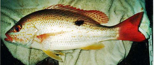 Spotted Rose Snapper picture 3