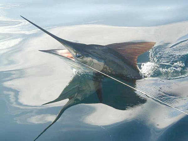 Striped Marlin picture 1