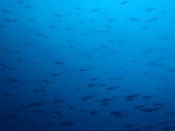 Yellowfin tuna Photo 1