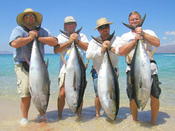 Yellowfin tuna Photo 4