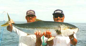 Yellowtail Photo 4