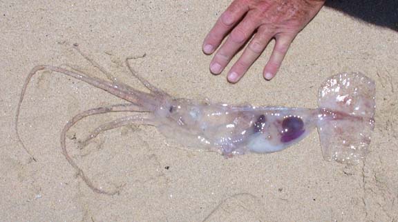 Photo of La Paz transparent squid.