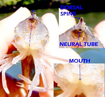 Magdalena Bay Shrimp Bait Photo 10