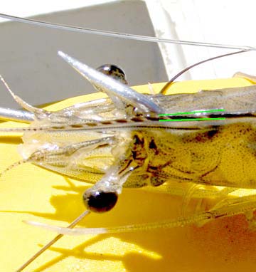 Magdalena Bay Shrimp Bait Photo 111
