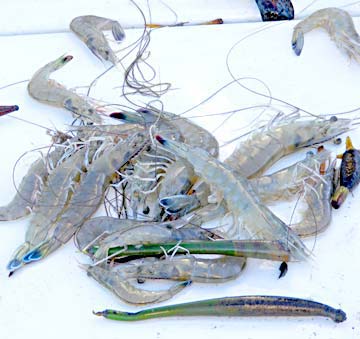 Magdalena Bay Shrimp Bait Photo 2