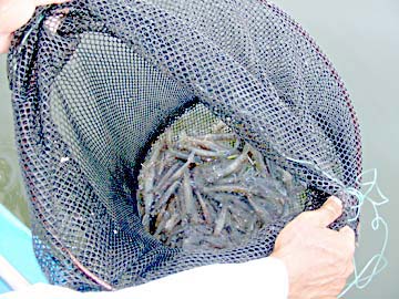 Magdalena Bay Shrimp Bait Photo 4