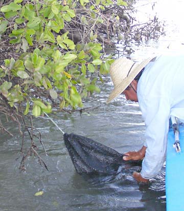 Magdalena Bay Shrimp Bait Photo 5