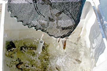 Magdalena Bay Shrimp Bait Photo 6